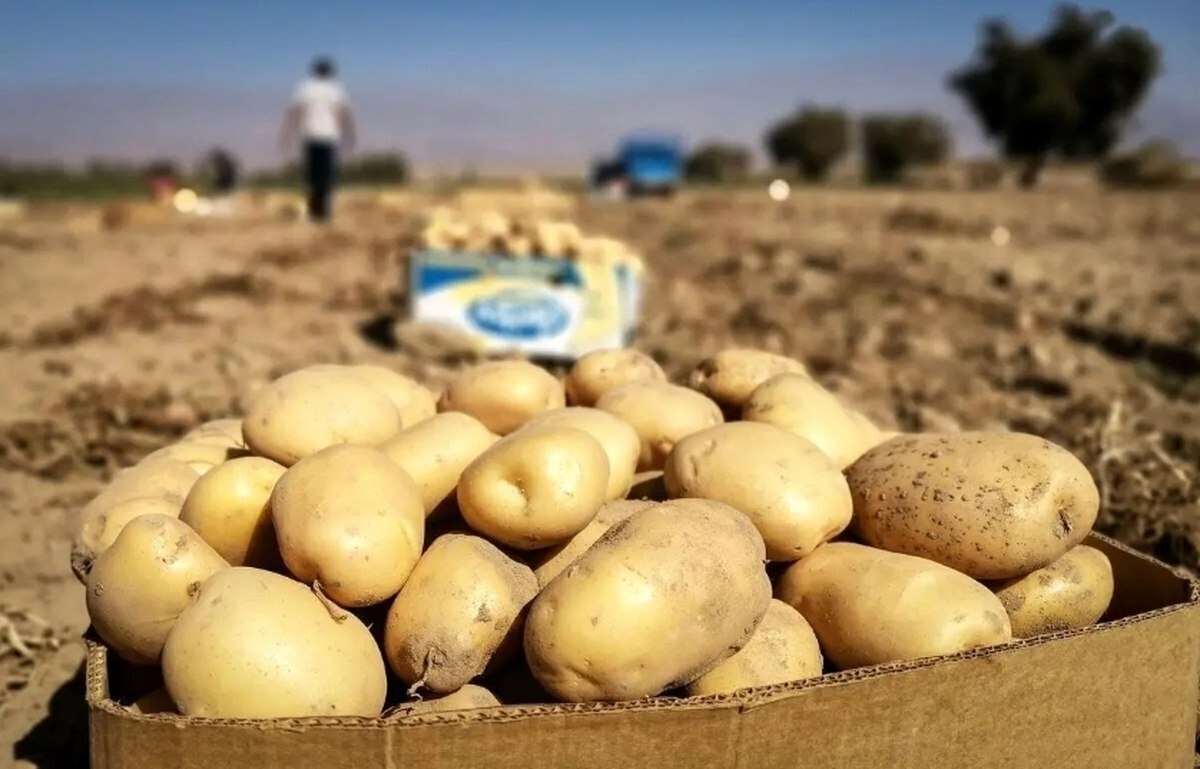 قیمت سیبزمینی کاهشی شد قیمت سیبزمینی کاهشی شد
