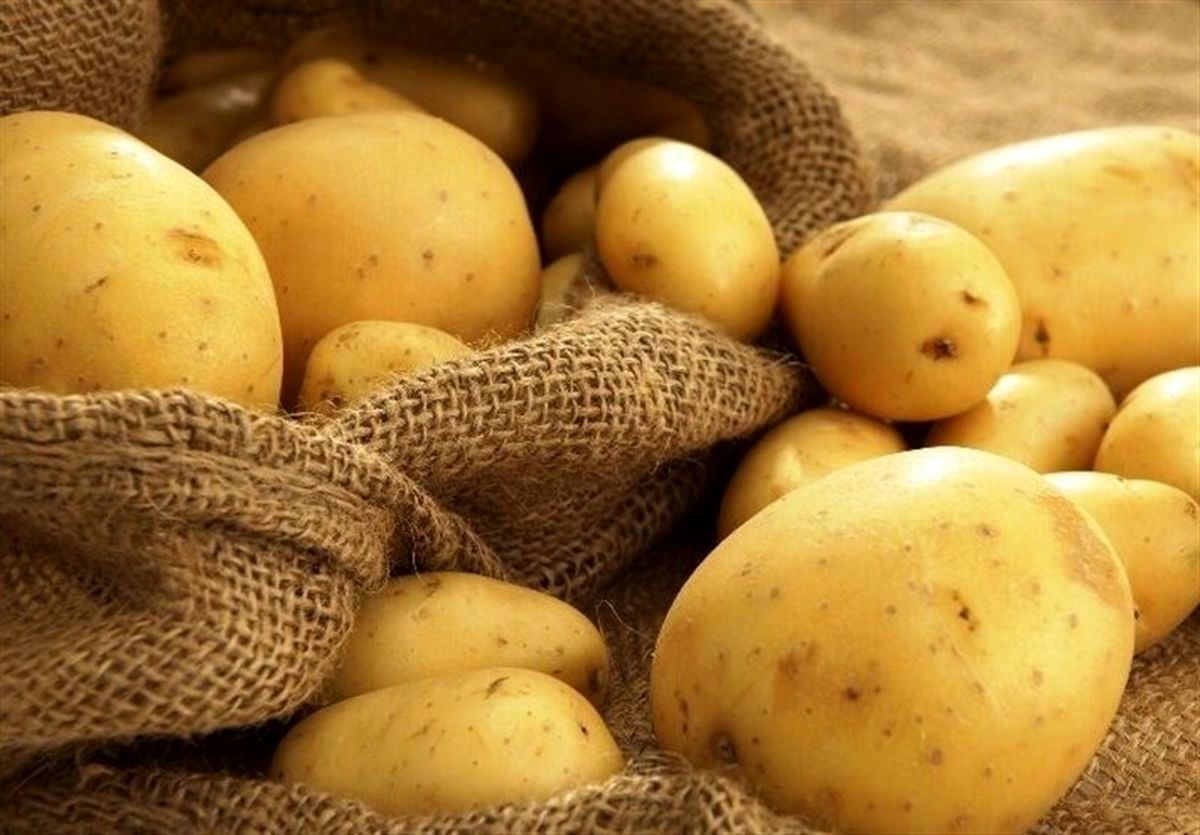 سیب زمینی ارزان میشود سیب زمینی ارزان میشود