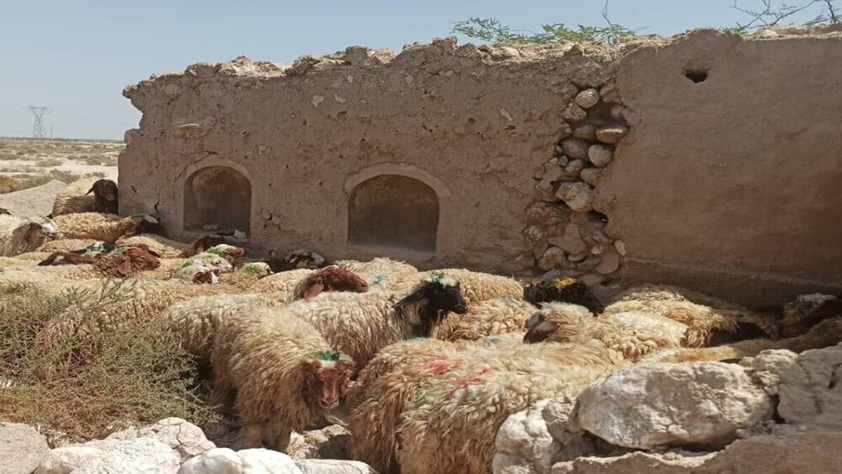 قیمت جدید دام زنده اعلام شد قیمت جدید دام زنده اعلام شد