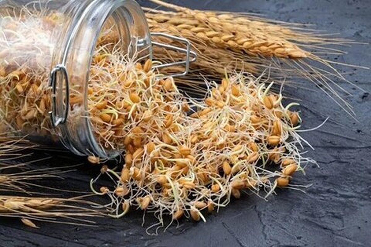 با مصرف این گیاه پیر نمیشوید با مصرف این گیاه پیر نمیشوید