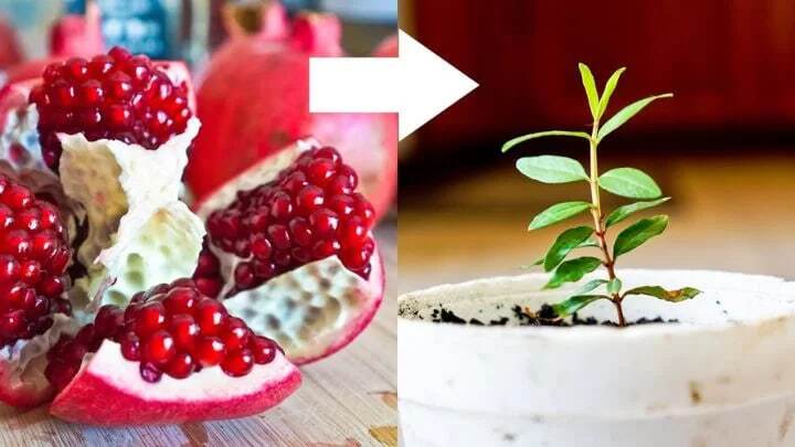 سبزه متفاوت و شیک برای عید / سبز کردن سبزه عید با انار