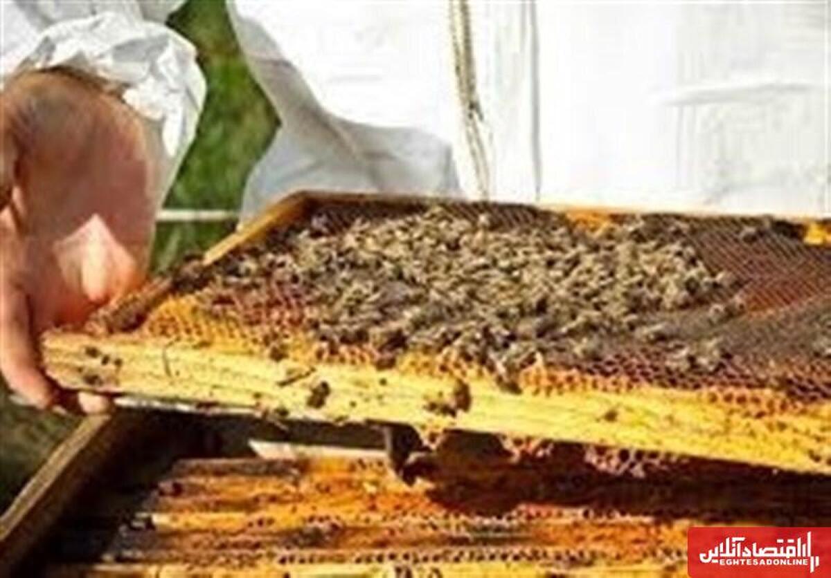 صادرات ۷۰ درصد عسل تولیدی مراغه به کشورهای همسایه صادرات ۷۰ درصد عسل تولیدی مراغه به کشورهای همسایه