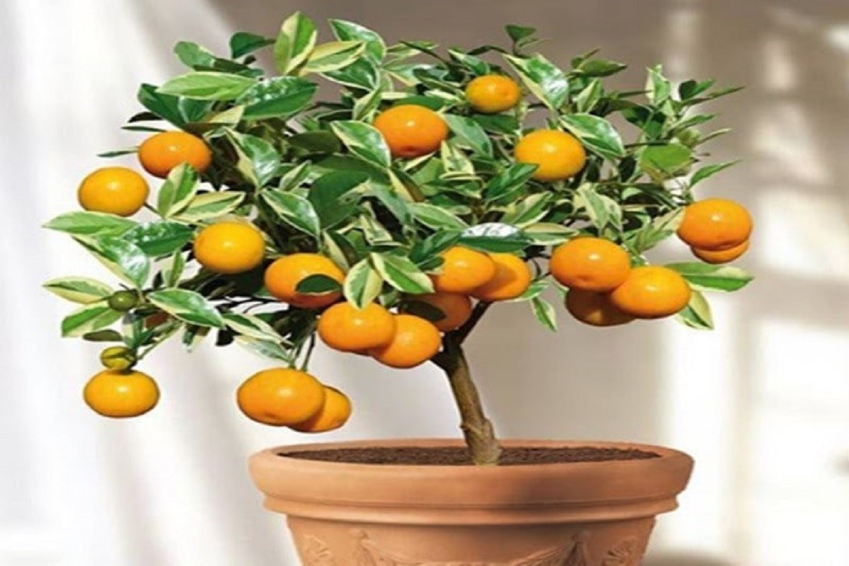 صفر تا صد کاشت سبزه عید با هسته پرتقال + عکس صفر تا صد کاشت سبزه عید با هسته پرتقال + عکس