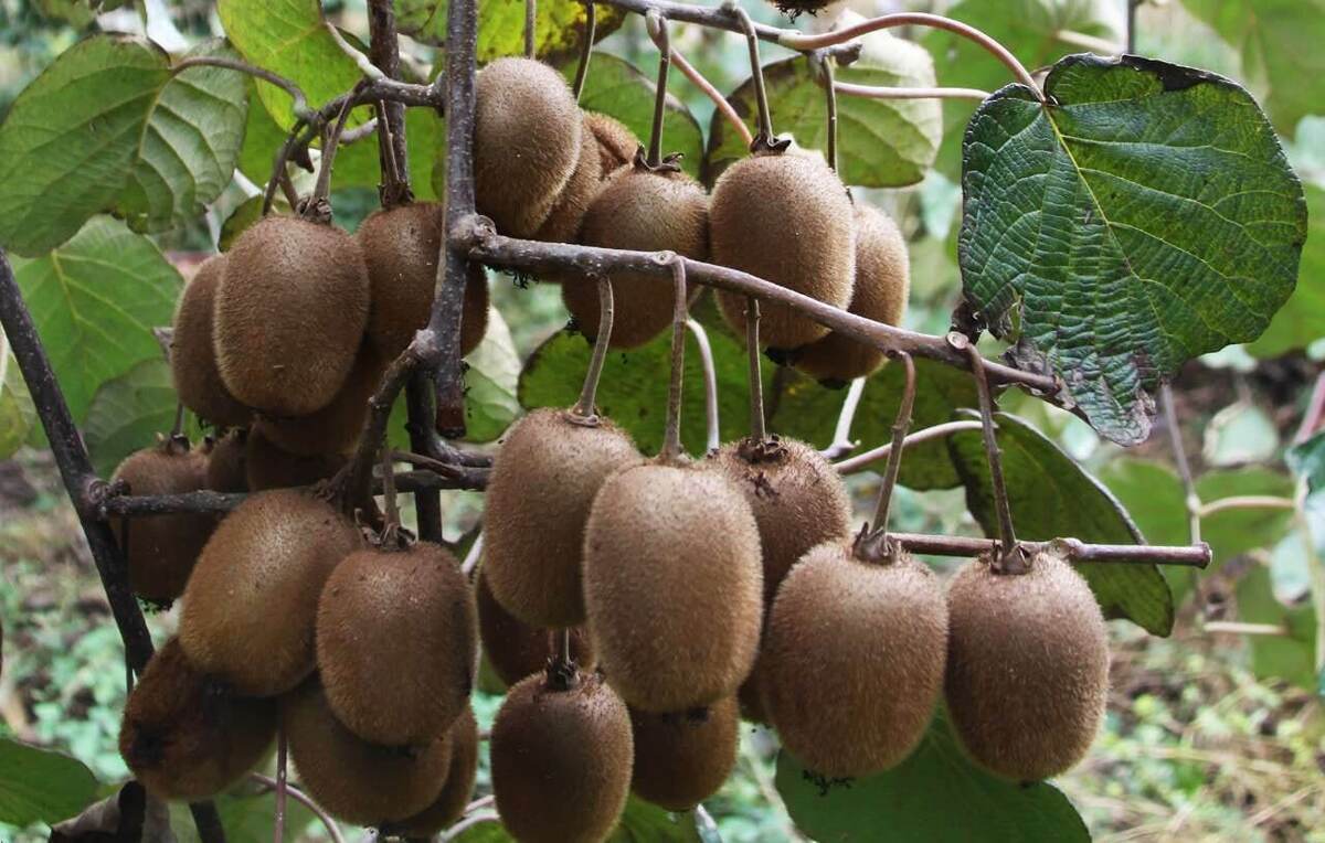 قیمت کیوی سر به فلک کشید قیمت کیوی سر به فلک کشید