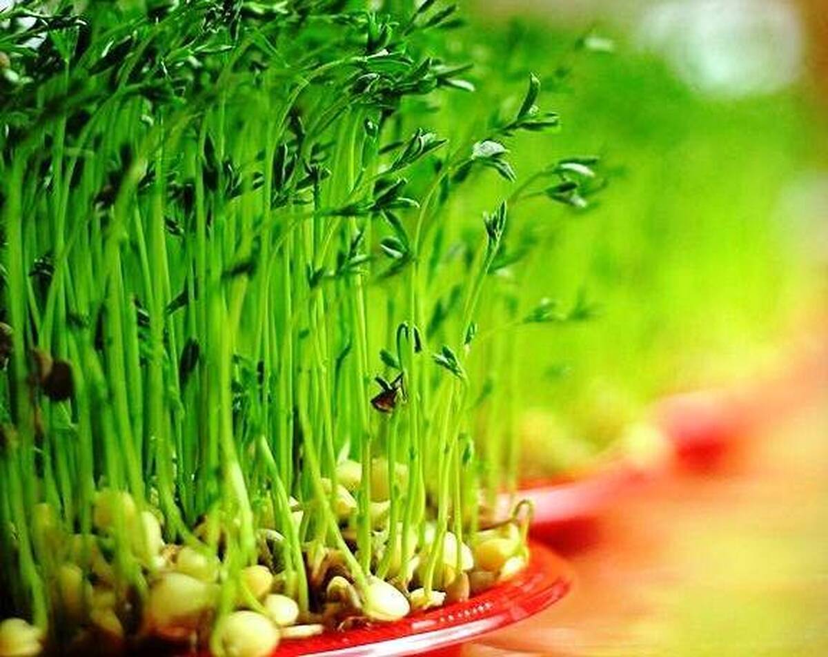 ایدهای متفاوت برای کاشت سبزه عید ایدهای متفاوت برای کاشت سبزه عید