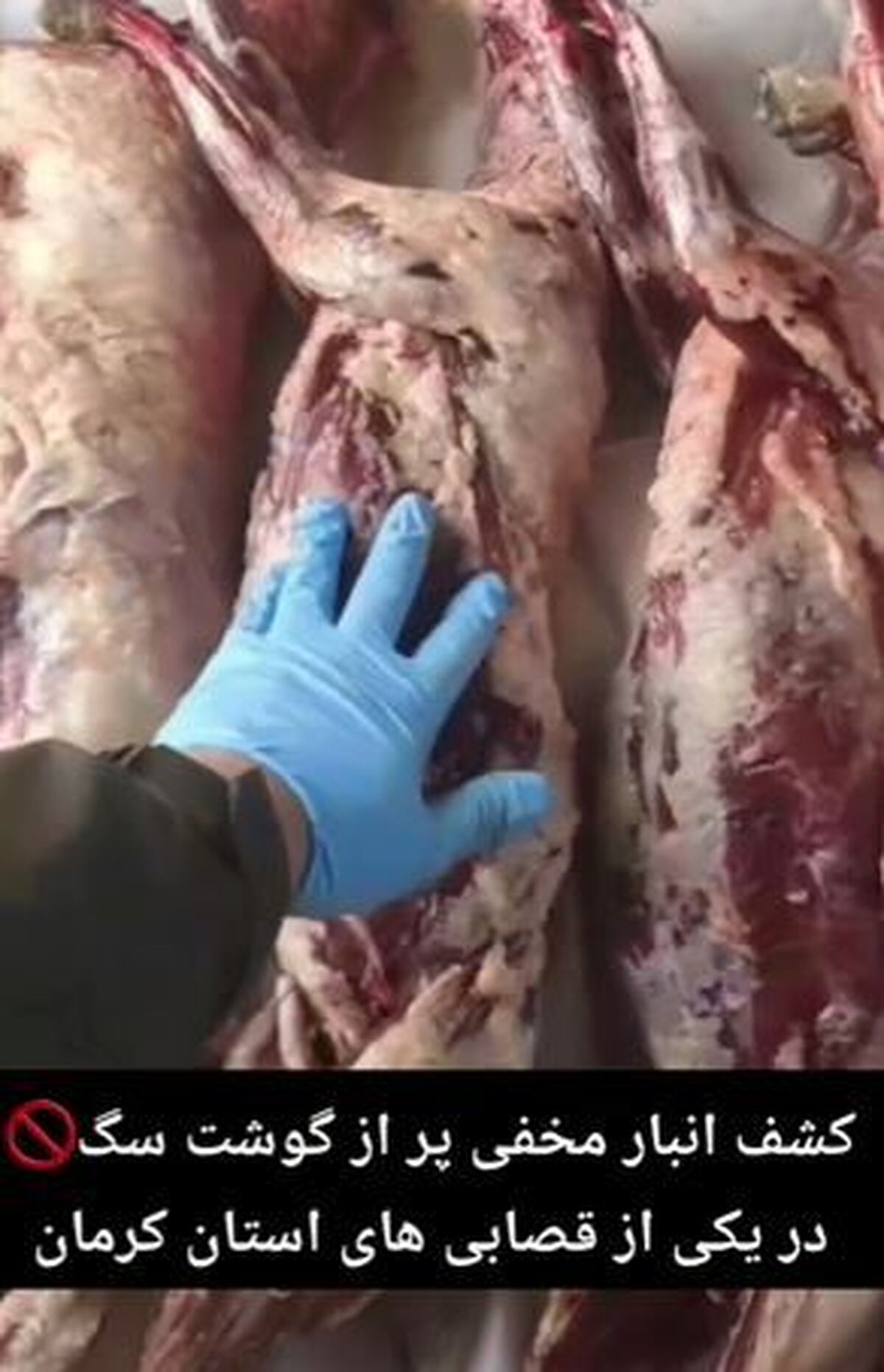 کشف انبار گوشت سگ در کرمان! + فیلم کشف انبار گوشت سگ در کرمان! + فیلم