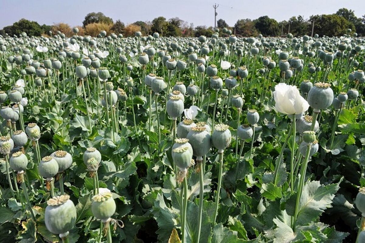 کاشت خشخاش در این استان کشور کاشت خشخاش در این استان کشور
