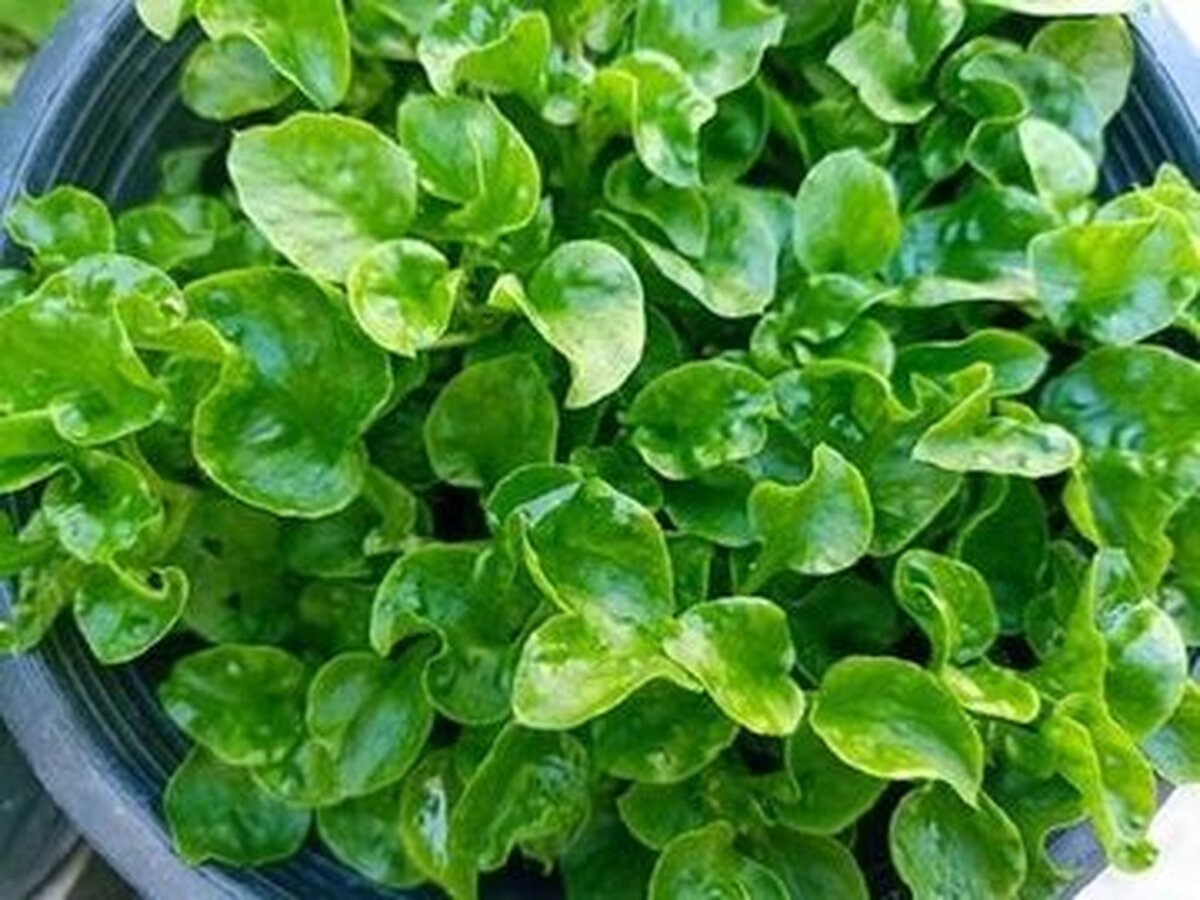 ۸ ویژگی آب تره که نمی دانستید+ جزئیات ۸ ویژگی آب تره که نمی دانستید+ جزئیات