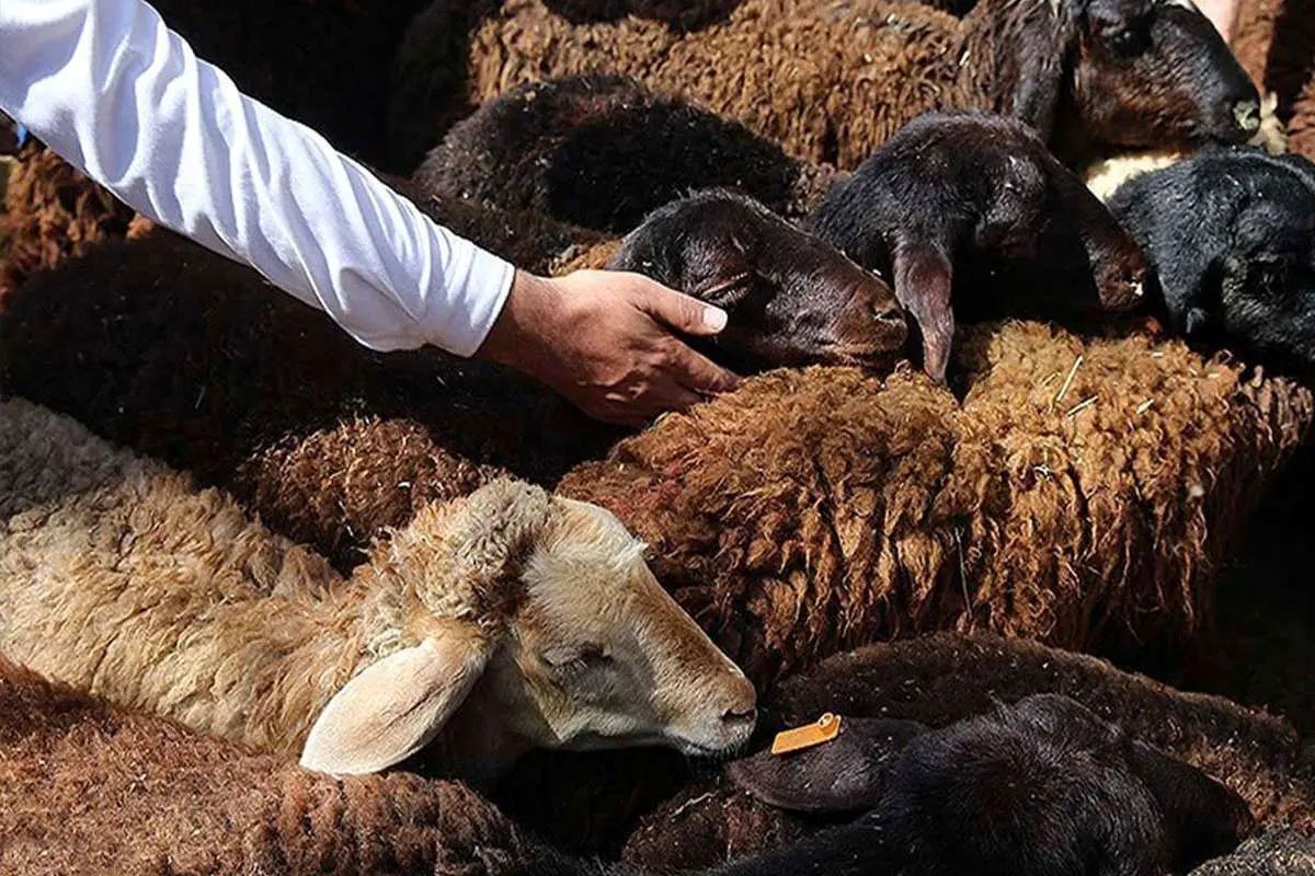 دام زنده گران شد / گوسفند کیلویی چند؟ + جدول دام زنده گران شد / گوسفند کیلویی چند؟ + جدول