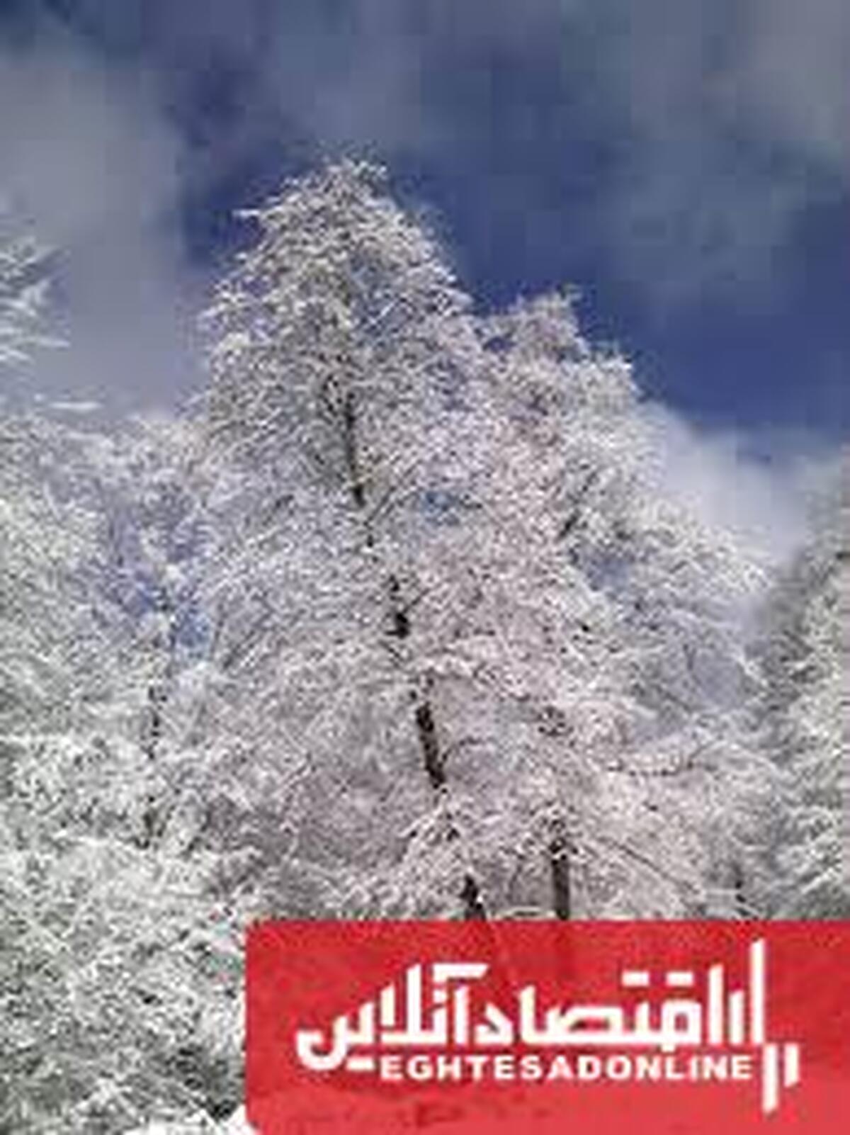 باغداران مراقب شکستن درختان در روزهای برفی باشند باغداران مراقب شکستن درختان در روزهای برفی باشند