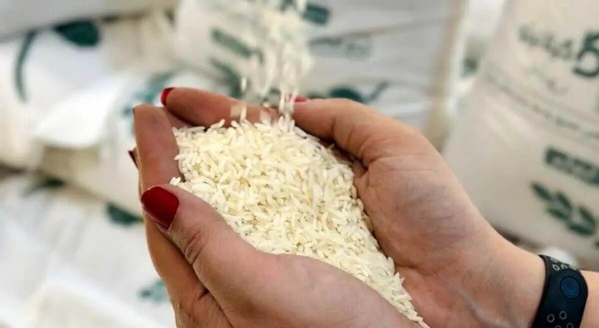 قیمت برنج ایرانی امروز ۹ اسفند / برنج نیم دانه چند؟ قیمت برنج ایرانی امروز ۹ اسفند / برنج نیم دانه چند؟
