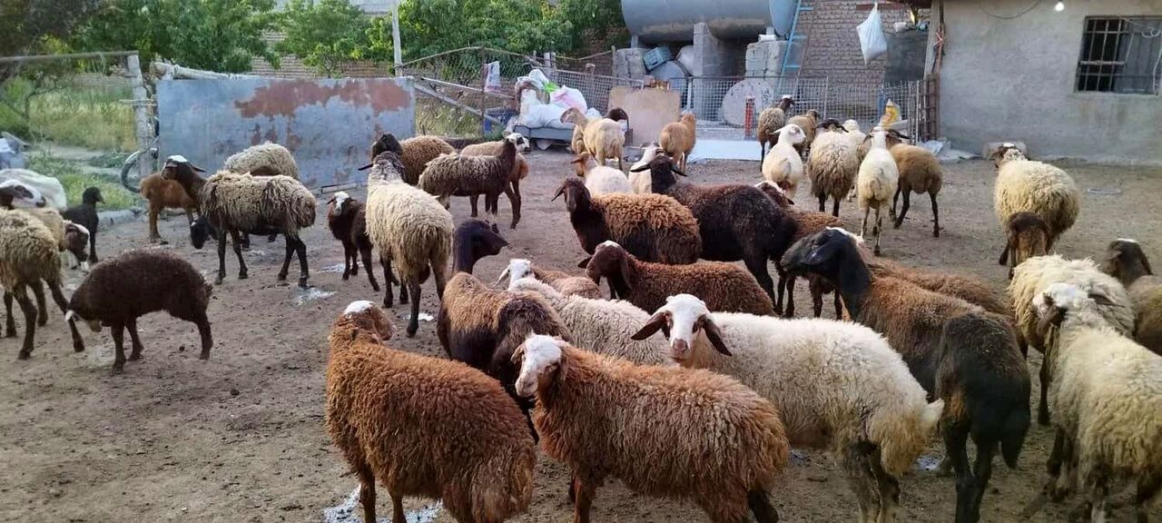 قیمت دام زنده کاهشی شد قیمت دام زنده کاهشی شد