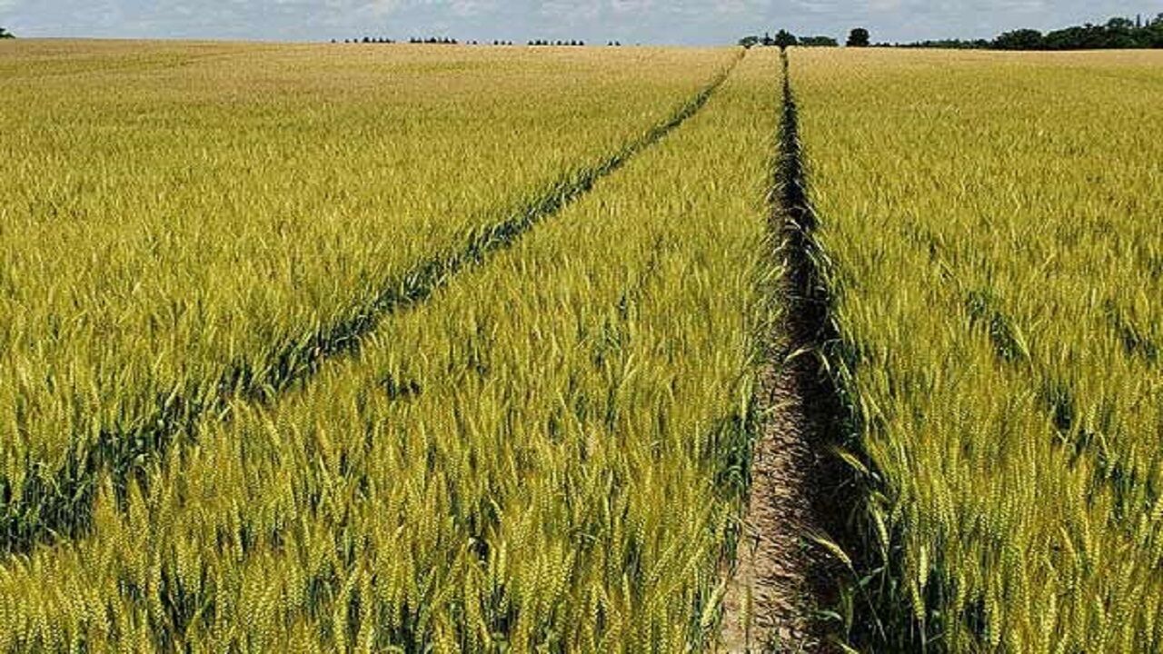 تاثیر مطلوب بارشهای بهاره بر مزارع گندم تاثیر مطلوب بارشهای بهاره بر مزارع گندم