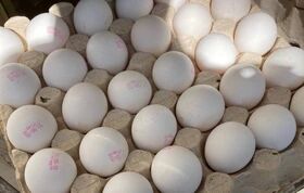 قیمت تخم مرغ بسته ی ۲۰ عددی چند؟ + جدول قیمت تخم مرغ بسته ی ۲۰ عددی چند؟ + جدول