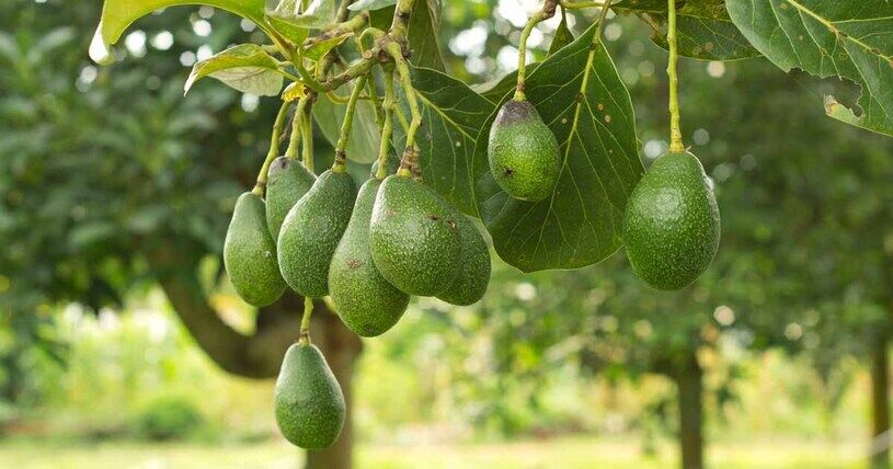 ضربه محکم تغییرات آبوهوایی به این میوه لاکچری ضربه محکم تغییرات آبوهوایی به این میوه لاکچری