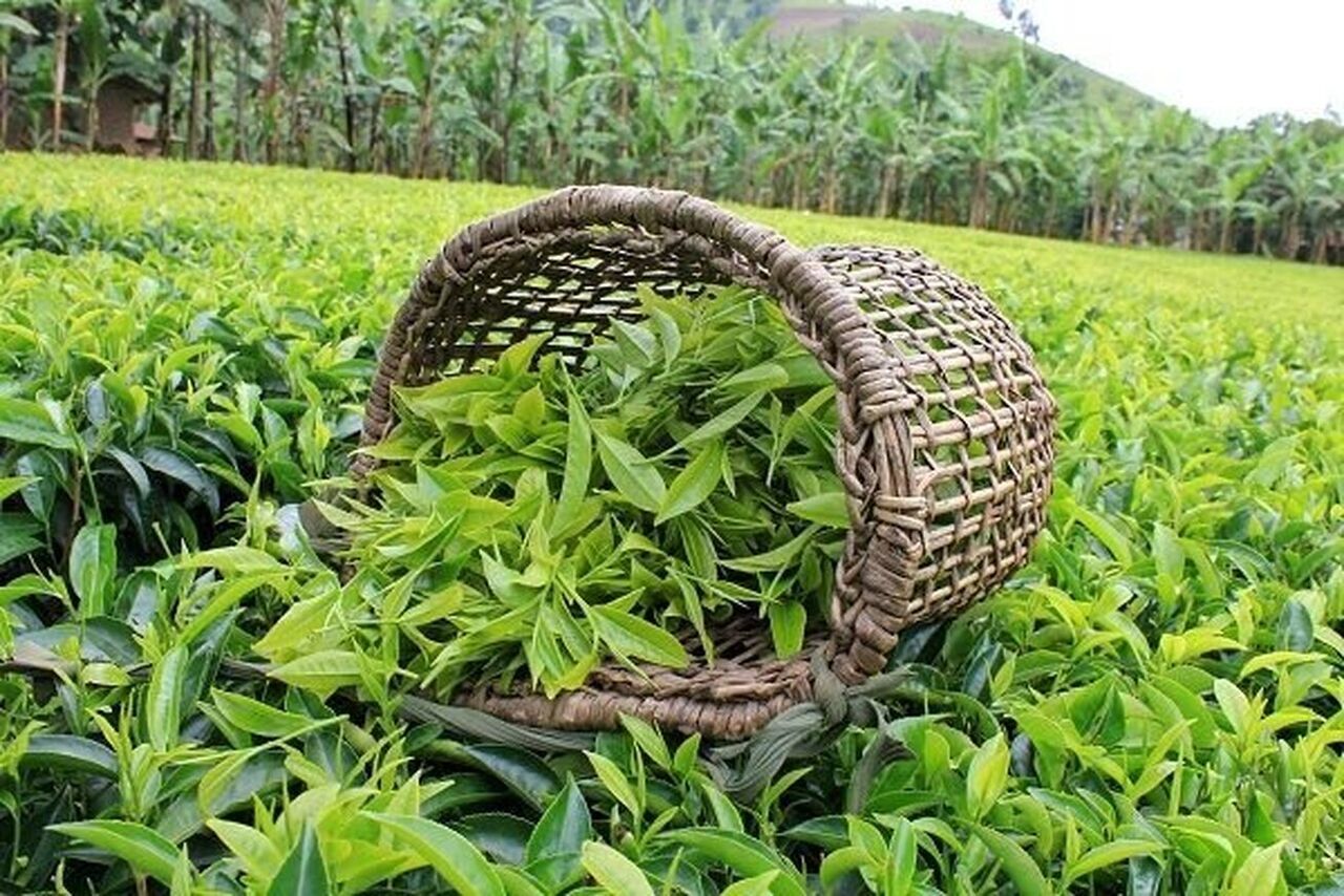 جزییات اجرای «سیاست واردات به ازای صادرات چای ایرانی» تدوین میشود/تشکیل کمیته تصمیمگیری، طی هفته جاری جزییات اجرای «سیاست واردات به ازای صادرات چای ایرانی» تدوین میشود/تشکیل کمیته تصمیمگیری، طی هفته جاری