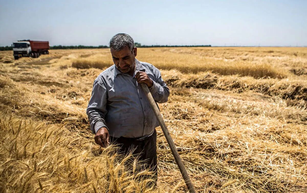 پرداخت مطالبات گندمکاران به کجا رسید؟ پرداخت مطالبات گندمکاران به کجا رسید؟