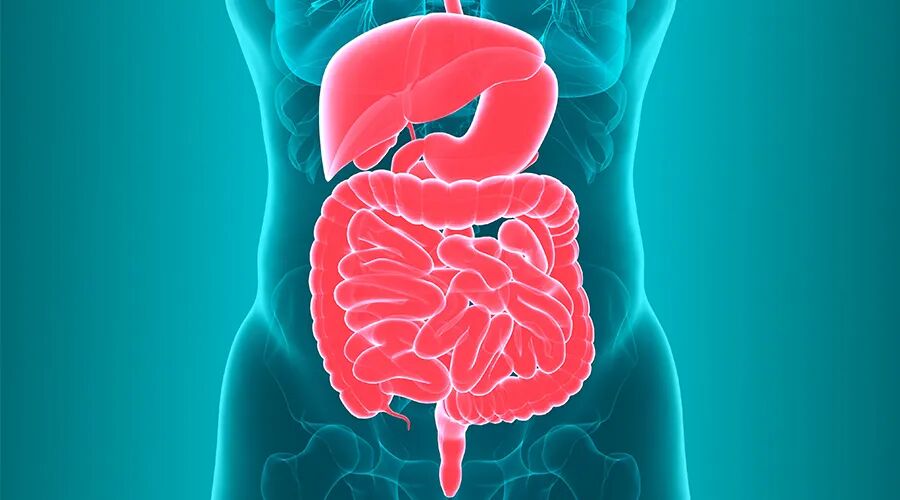 ساخت یک نسخه کوچک از روده در آزمایشگاه ساخت یک نسخه کوچک از روده در آزمایشگاه