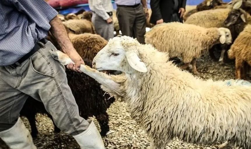دام عید قربان تامین شد دام عید قربان تامین شد
