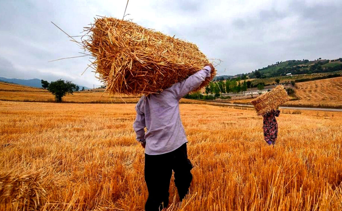 قیمت جدید گندم اعلام شد قیمت جدید گندم اعلام شد