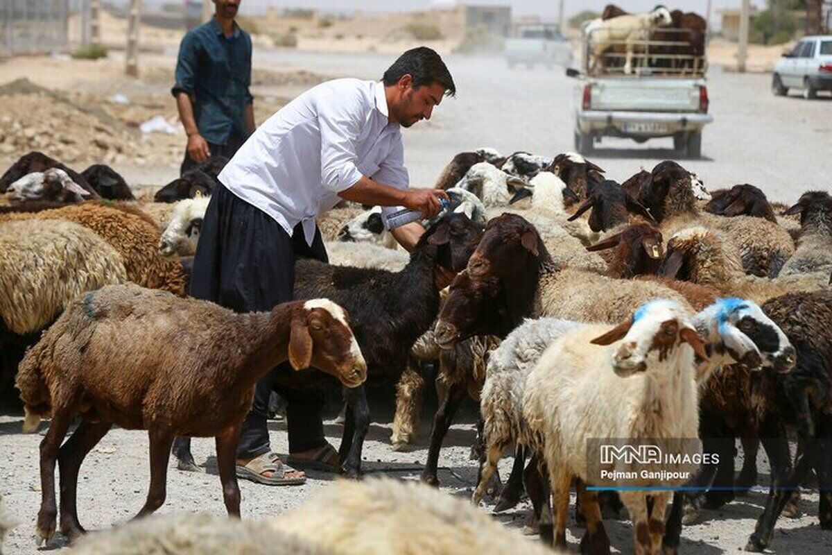 قیمت دام زنده چند شد؟ قیمت دام زنده چند شد؟