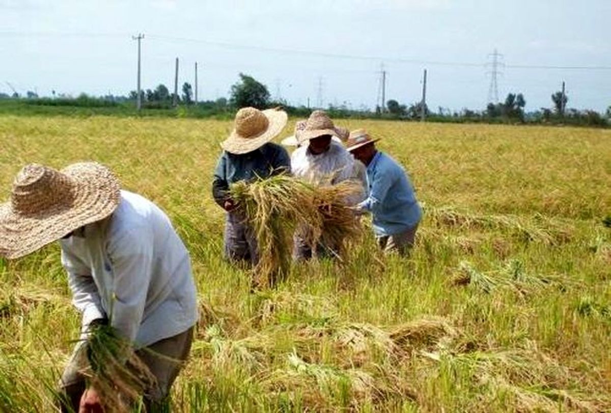خسارت گرمای هوا به محصولات کشاورزی خسارت گرمای هوا به محصولات کشاورزی