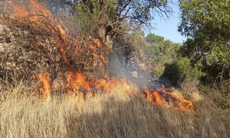 عامل آتشسوزی جنگلهای خفر به ۱۰ سال حبس محکوم شد عامل آتشسوزی جنگلهای خفر به ۱۰ سال حبس محکوم شد