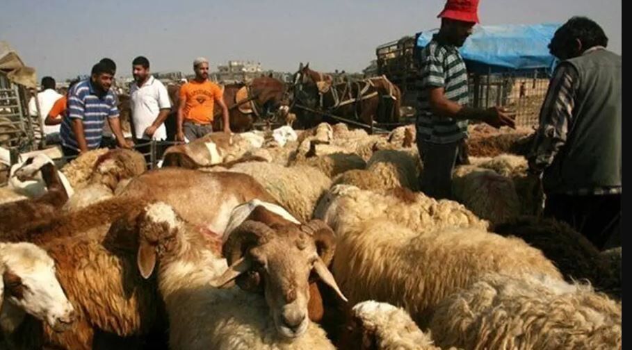 قیمت جدید دام زنده اعلام شد قیمت جدید دام زنده اعلام شد