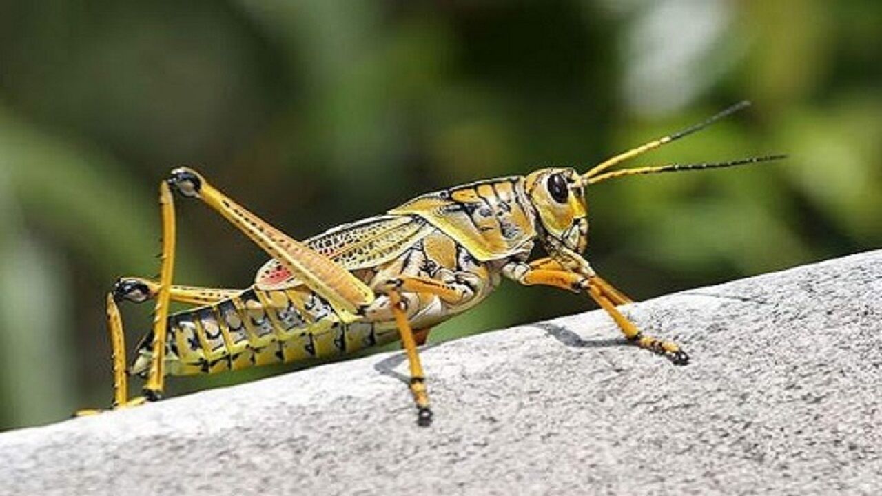 احتمال بالای حمله ملخ به کشور احتمال بالای حمله ملخ به کشور