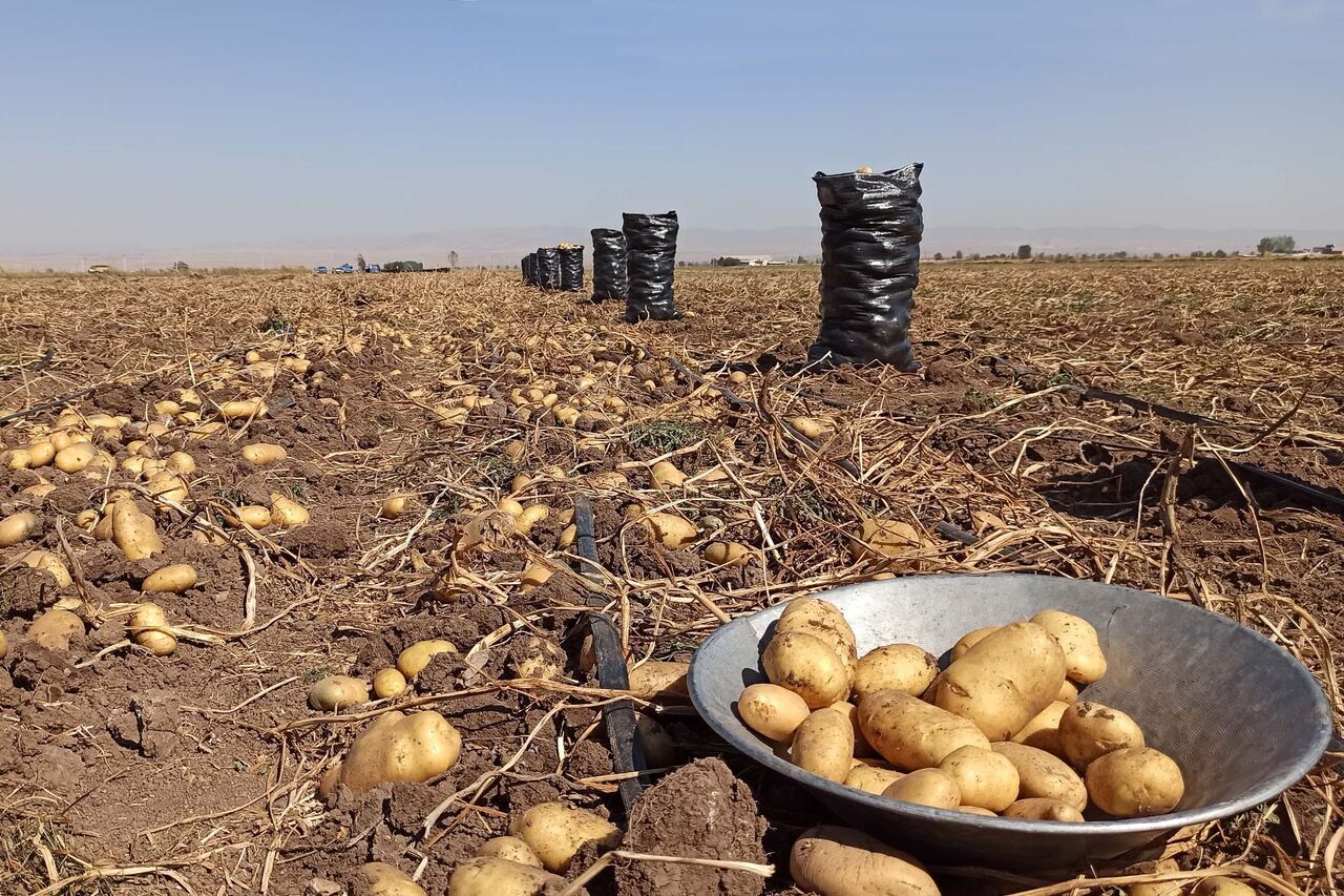 هزار و ۳۰۰ تُن سیب زمینی روی دست کشاورزان استان گلستان باقی مانده است هزار و ۳۰۰ تُن سیب زمینی روی دست کشاورزان استان گلستان باقی مانده است