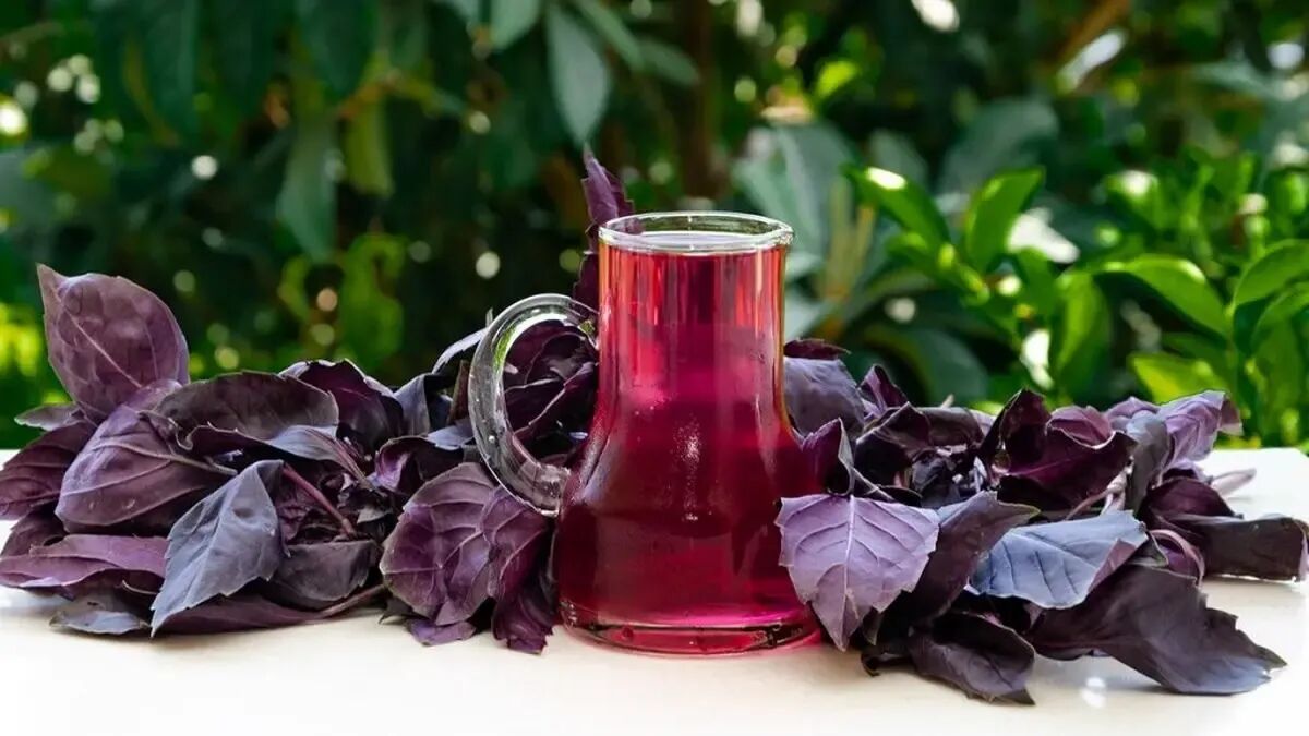 طرز تهیه و مواد لازم شربت ریحان طرز تهیه و مواد لازم شربت ریحان