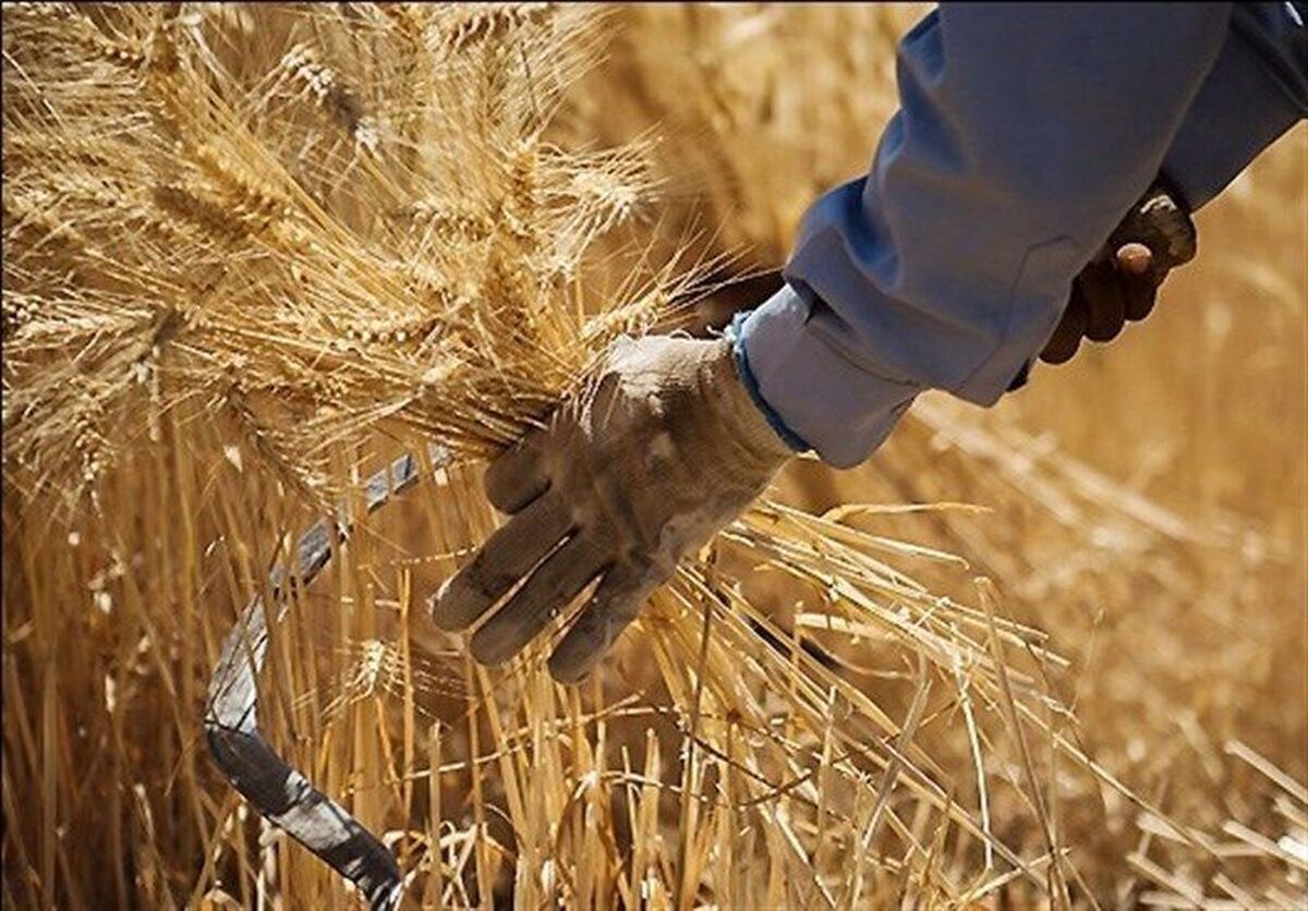 طلب ۵۰ همتی گندمکاران از دولت/ پرداخت مطالبات کشاورزان طبق قانون نیست طلب ۵۰ همتی گندمکاران از دولت/ پرداخت مطالبات کشاورزان طبق قانون نیست