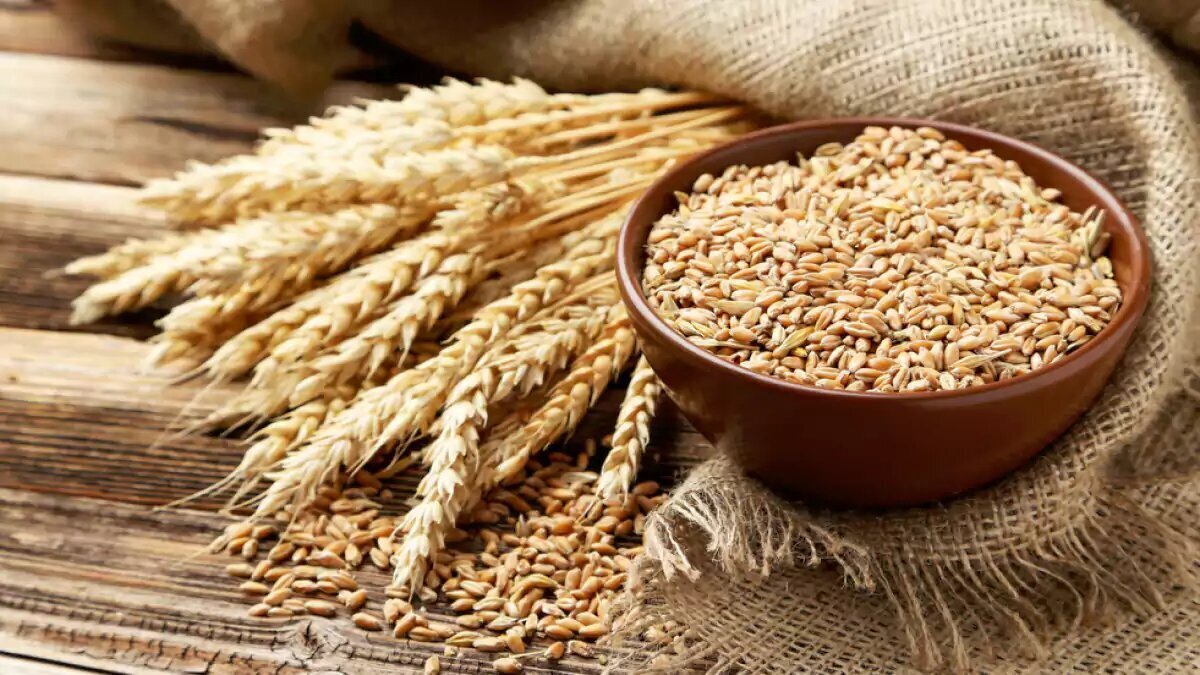 خرید گندم داخلی در یک قدمی ۱۰ میلیون تُن خرید گندم داخلی در یک قدمی ۱۰ میلیون تُن