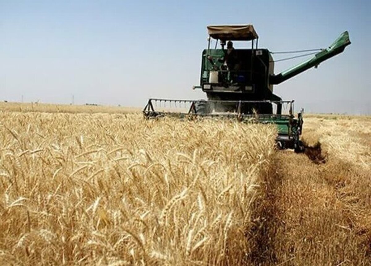 استانهای برتر خرید تضمینی گندم معرفی شدند استانهای برتر خرید تضمینی گندم معرفی شدند