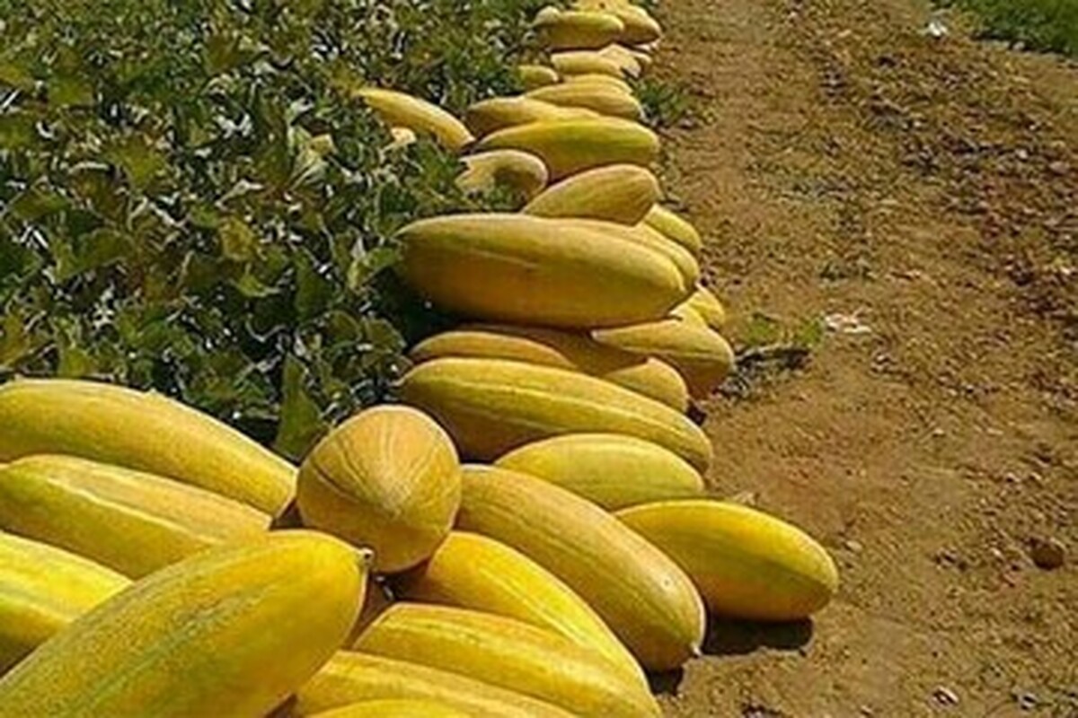 خربزههای عجیب ۲۵ کیلویی کاشان وارد بازار شد + عکس خربزههای عجیب ۲۵ کیلویی کاشان وارد بازار شد + عکس