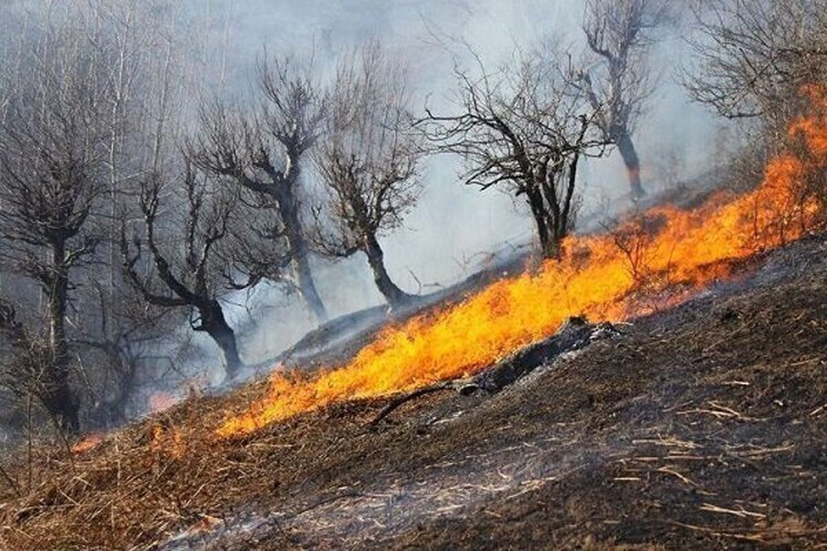 هشدار مهم درباره آتشسوزی در جنگلها هشدار مهم درباره آتشسوزی در جنگلها