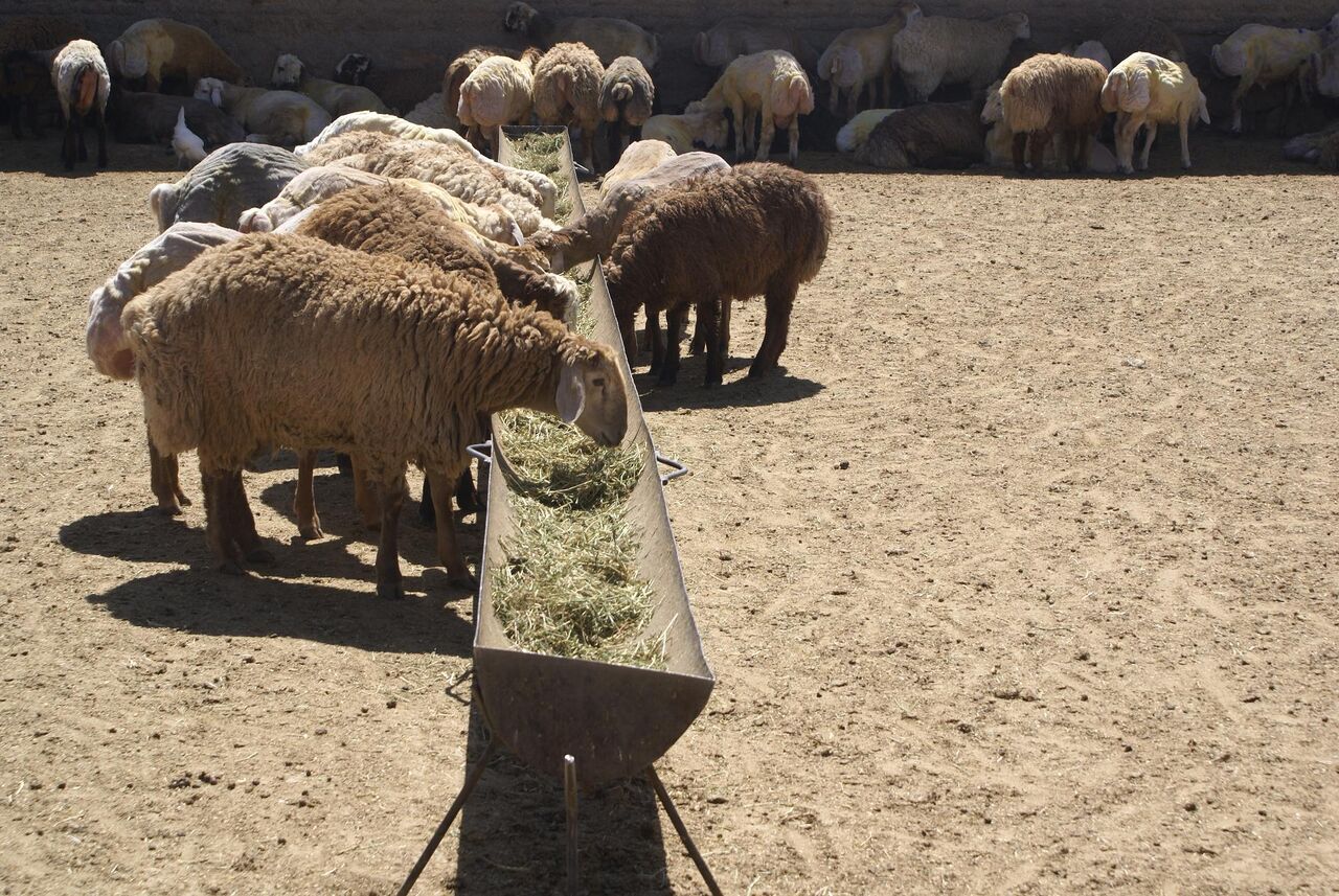 وجود ناترازی در تولید دام سنگین/نیازمند آزادسازی صادرات دام سبک هستیم وجود ناترازی در تولید دام سنگین/نیازمند آزادسازی صادرات دام سبک هستیم