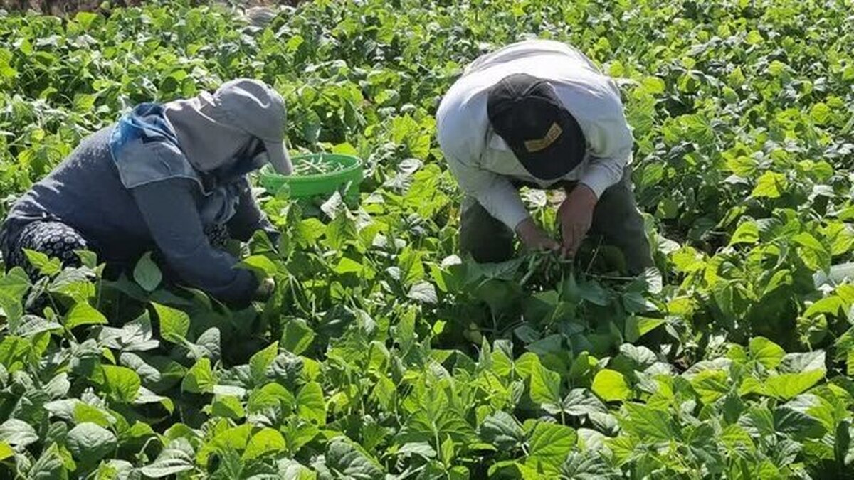 کوهسرخ، قطب تولید لوبیا سبز در خراسان رضوی کوهسرخ، قطب تولید لوبیا سبز در خراسان رضوی