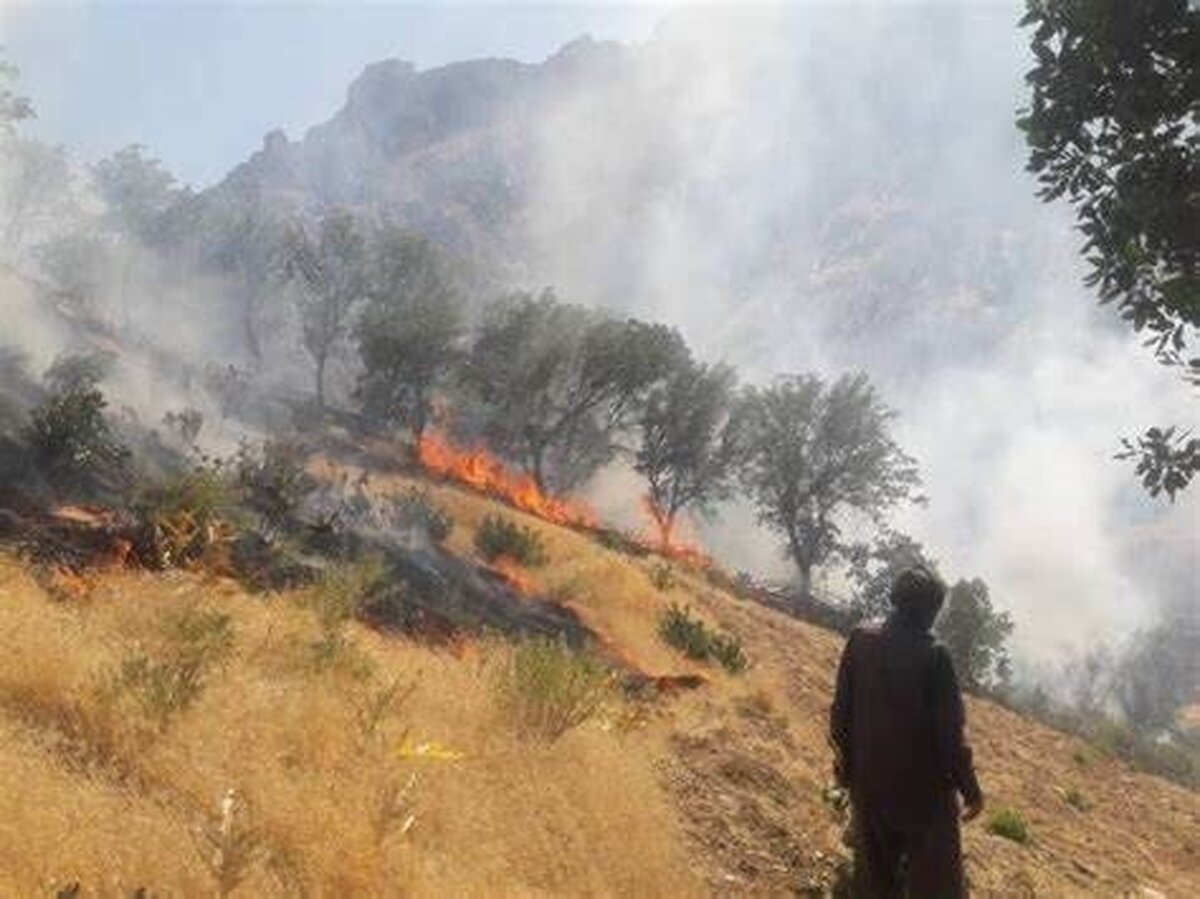 آتشسوزی عمدی جنگلها در ۴ نقطه بویراحمد آتشسوزی عمدی جنگلها در ۴ نقطه بویراحمد
