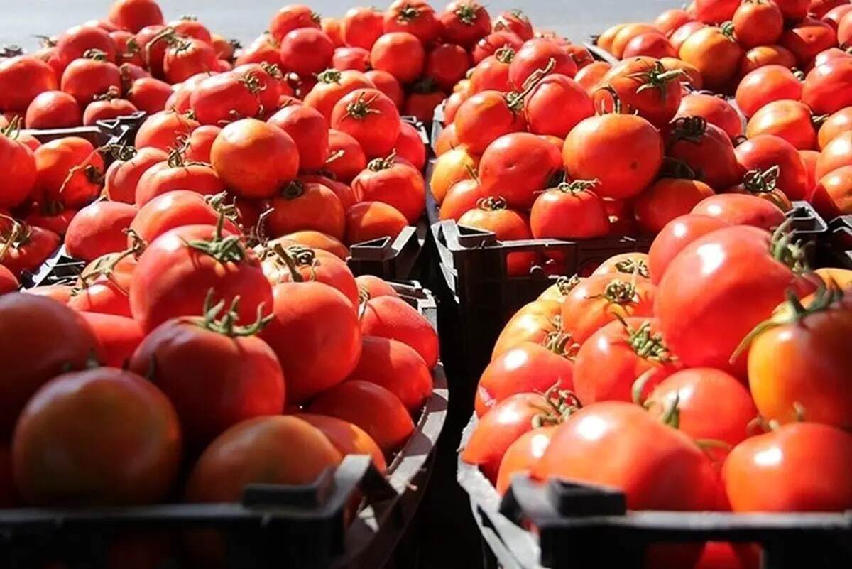 قیمت خیار و گوجه فرنگی متعادل شد قیمت خیار و گوجه فرنگی متعادل شد