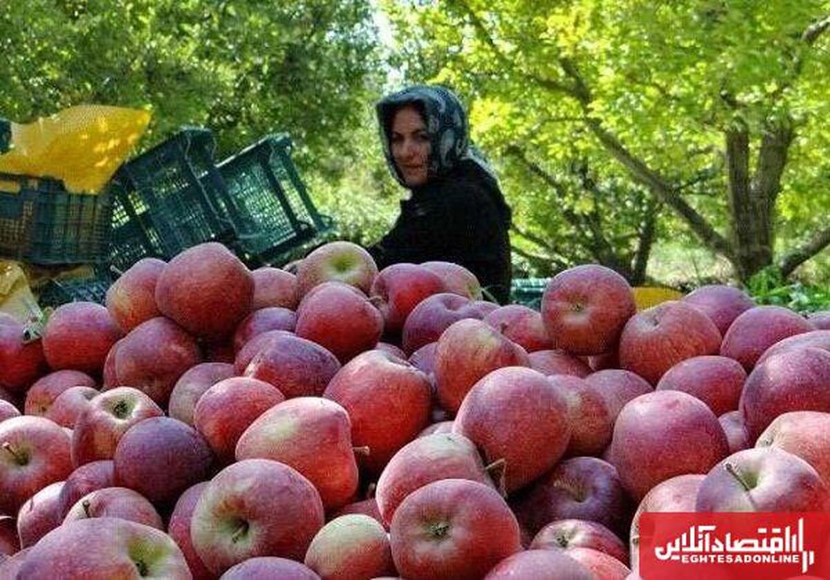جایگاه ویژه آذربایجان‌شرقی در تولید و صادرات محصولات کشاورزی/ ضرورت ایجاد شهر سیب و احیای دامداری‌های سنتی

 