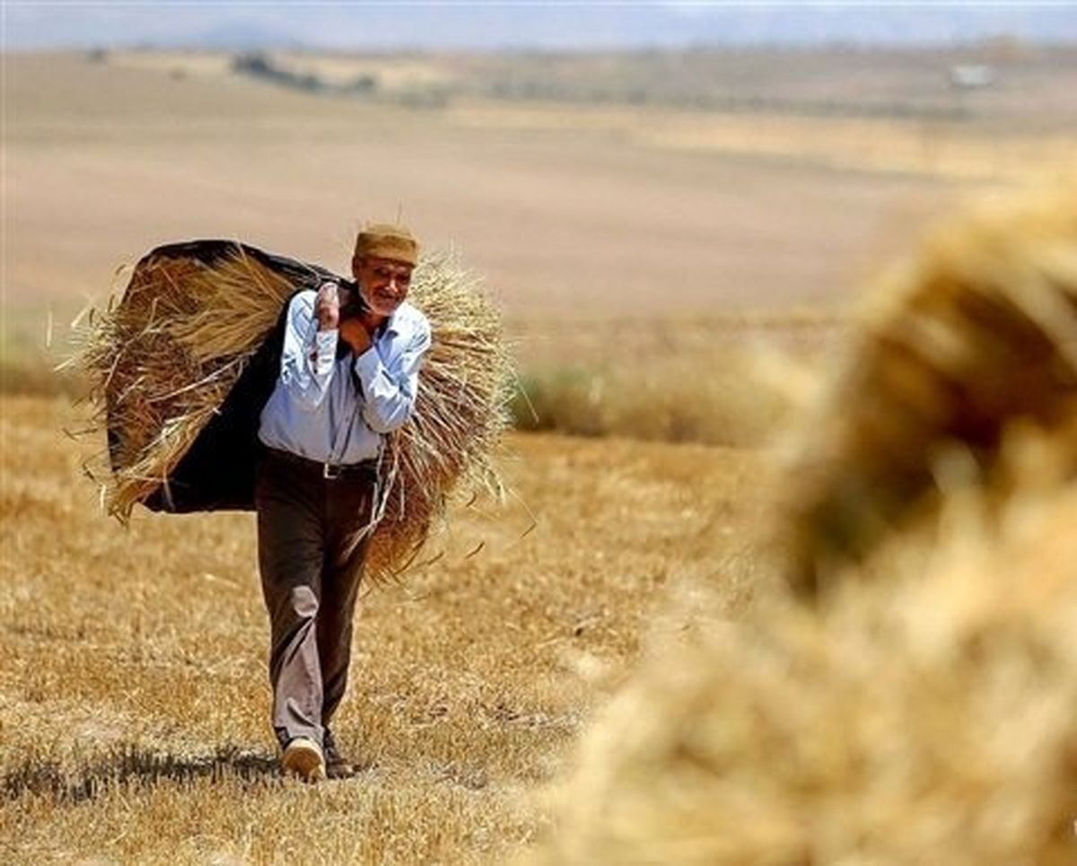 مطالبات گندم کاران پرداخت شد مطالبات-گندم-کاران-پرداخت-شد