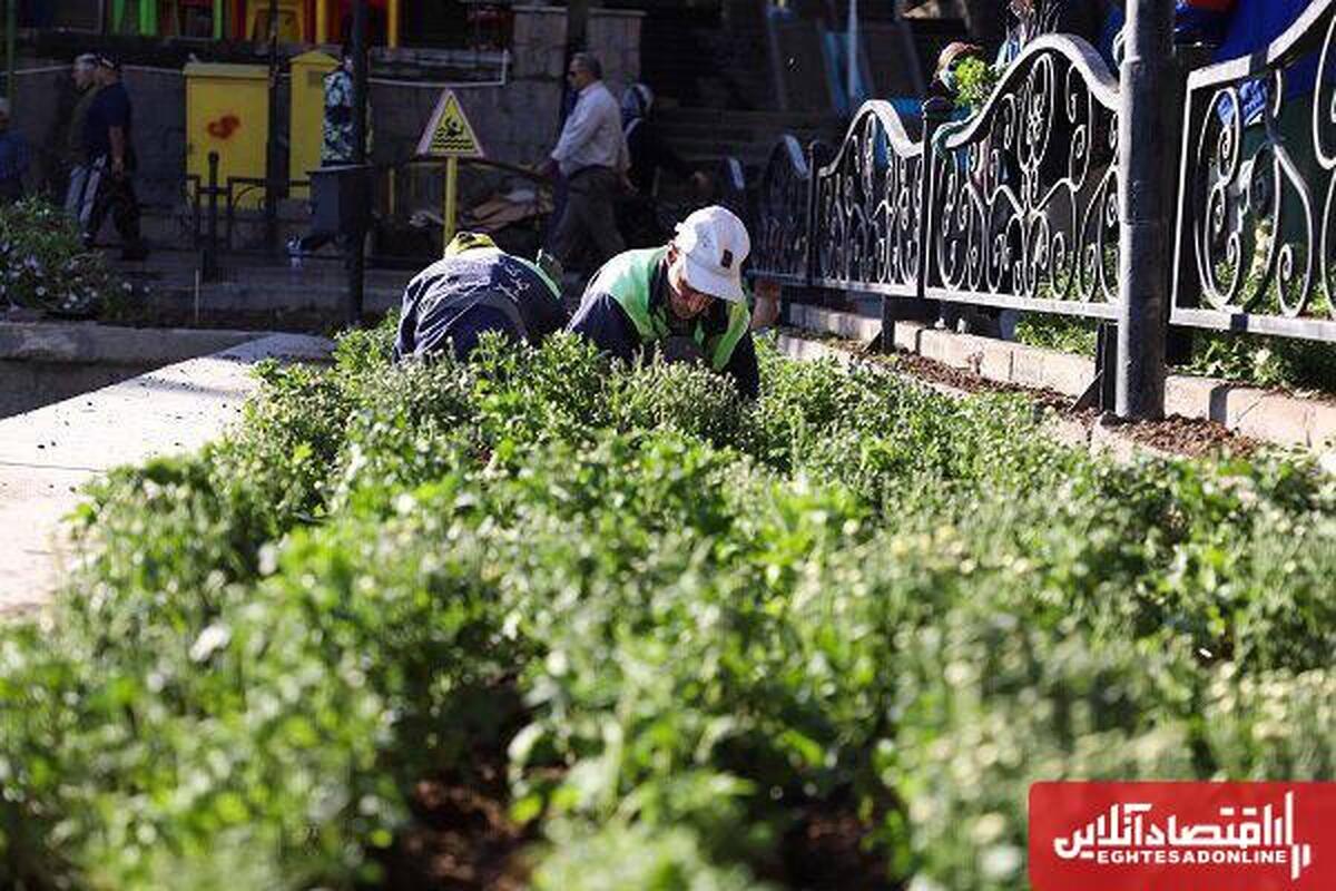 شهرداری تبریز با کاشت ۲.۵ میلیون بوته گل به استقبال پاییز میرود شهرداری تبریز با کاشت ۲.۵ میلیون بوته گل به استقبال پاییز میرود
