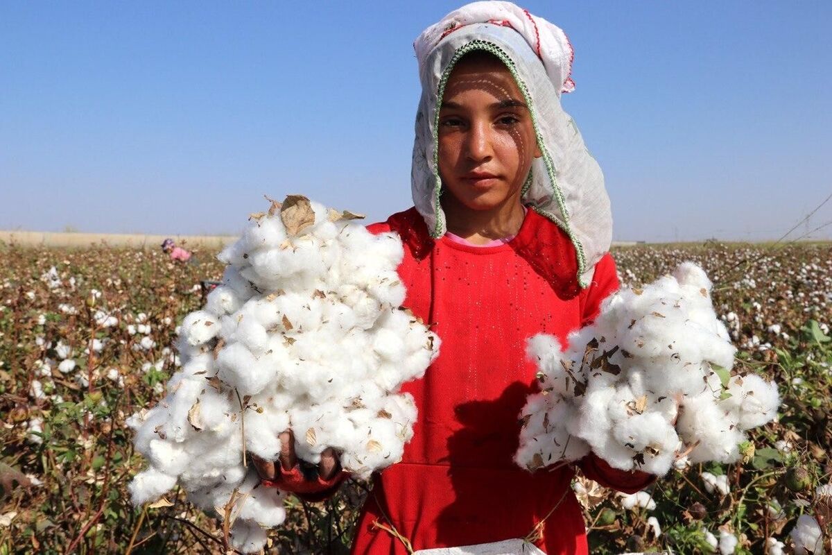 ورود ۱۰۰ تن وش به کارخانجات پنبه پاک کنی گلستان ورود ۱۰۰ تن وش به کارخانجات پنبه پاک کنی گلستان