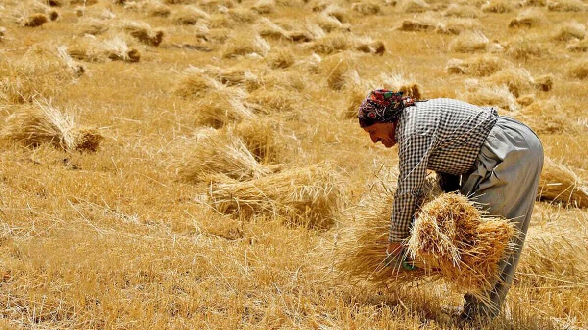 چقدر از بدهی ۲۰۰ هزار میلیاردی به گندمکاران تسویه شد؟ چقدر از بدهی ۲۰۰ هزار میلیاردی به گندمکاران تسویه شد؟