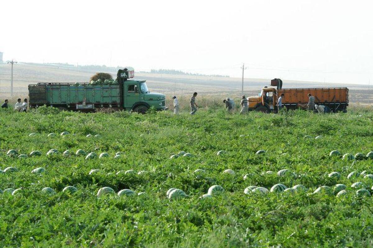 واگذاری ۵۶۴ هکتار زمین برای اجرای طرح های تعاونی زراعت در منطقه آزاد ماکو واگذاری ۵۶۴ هکتار زمین برای اجرای طرح های تعاونی زراعت در منطقه آزاد ماکو
