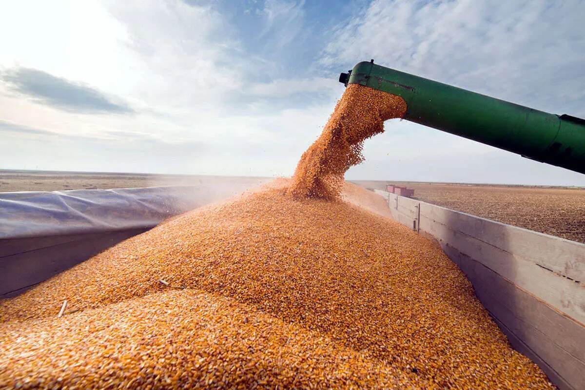 قیمت خرید تضمینی گندم برای سال ۱۴۰۴ اعلام شد قیمت خرید تضمینی گندم برای سال ۱۴۰۴ اعلام شد