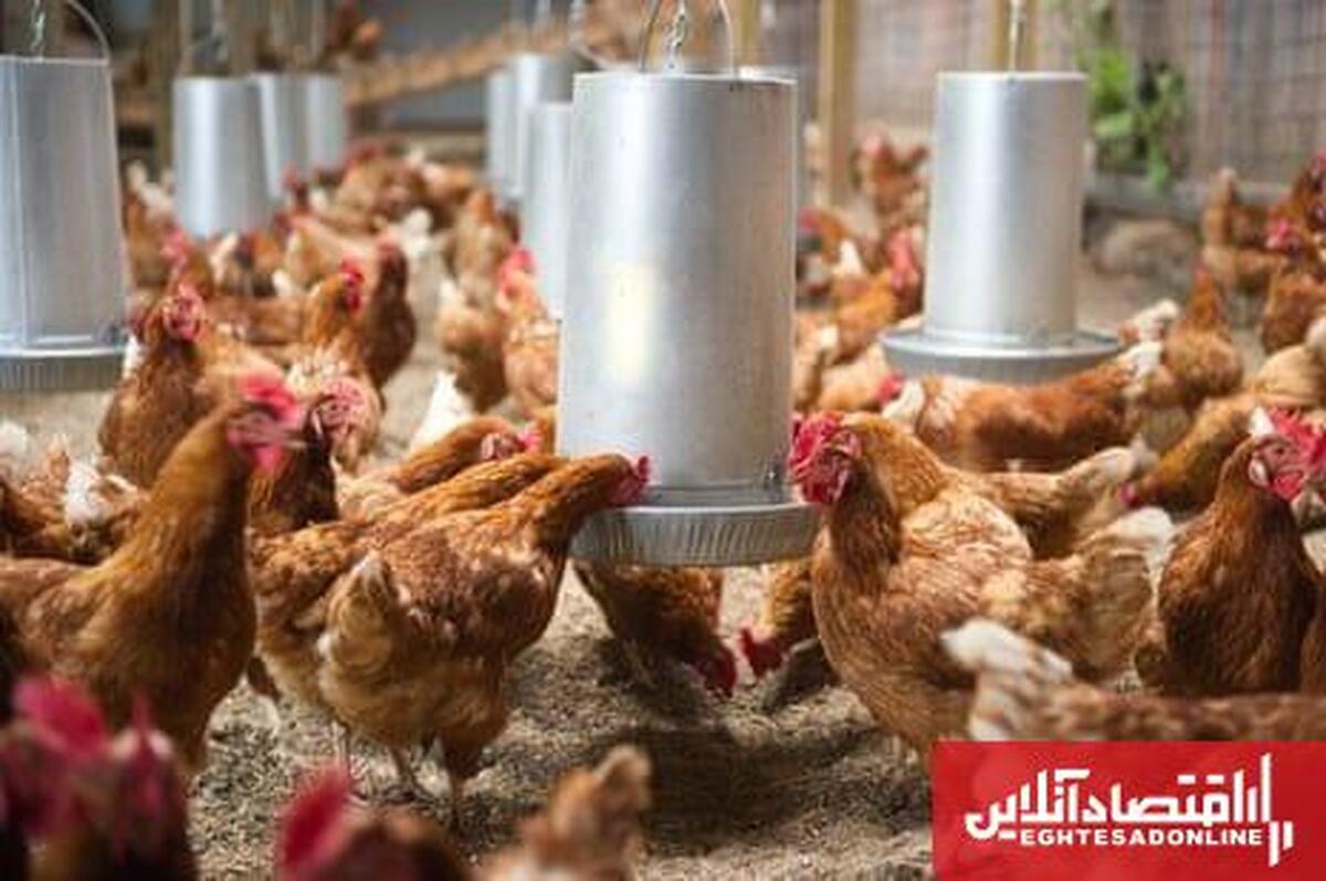 صادرات گوشت مرغ به ۱۸ هزار و ۳۰۰ تن رسید صادرات گوشت مرغ به ۱۸ هزار و ۳۰۰ تن رسید