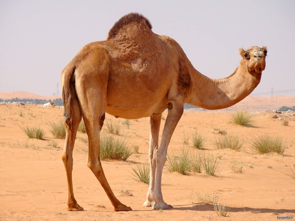 اتوبوس شترکش در کارناوال اصفهان + عکس اتوبوس شترکش در کارناوال اصفهان + عکس