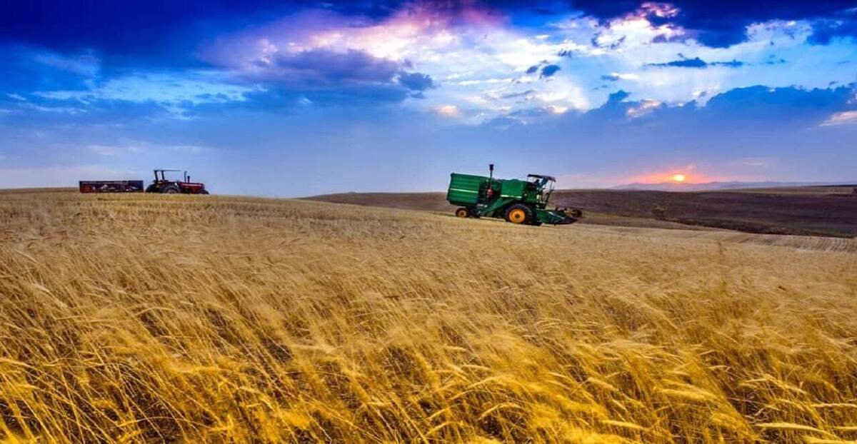 ۱۰ استان رکورددار خرید تضمینی گندم شدند ۱۰ استان رکورددار خرید تضمینی گندم شدند